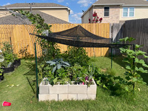 plant shade cover from sun