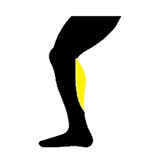 calf