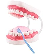 Ultrassist Mouth Model Speech Therapy with Movable Tongue, Ideal Brushing Teaching Dental Teeth M...