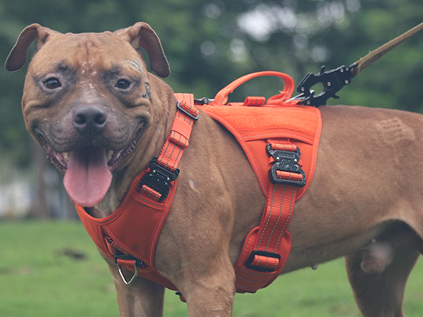 dog harness medium