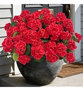 Ouddy Decor Artificial Geranium Flowers for Outdoors, 6 Pcs Fake Silk Flowers UV Resistant Faux G...