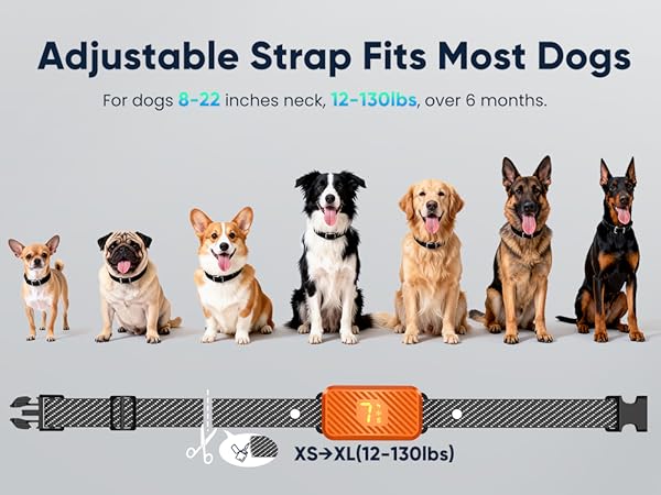bark collar