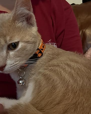 Cat collar