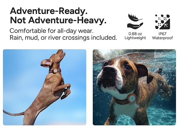 dog gps tracker