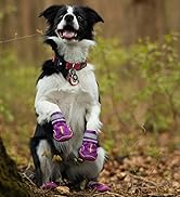 dog shoes