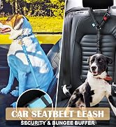 car dog leash