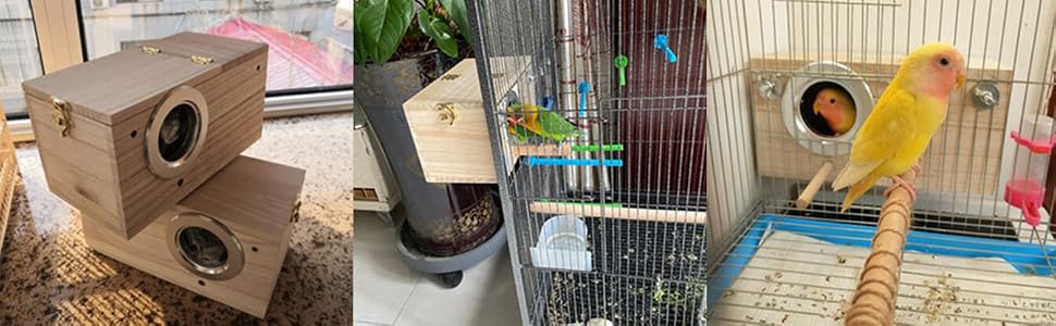 parrot bird box