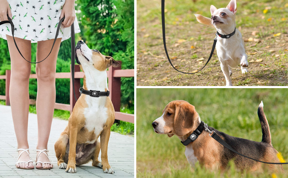 dog collar