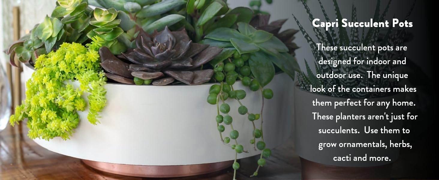 Capri succulent planter; succulent pot; shallow planter; small plant pot