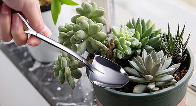 succulent tools