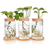 ANOITON Home Decor Plant Propagation Glass Terrarium Set - Birthday Gifts for Women Gardening Gif...