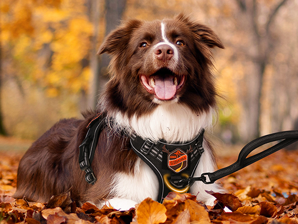 dog harness