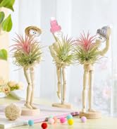 air plant holders unique