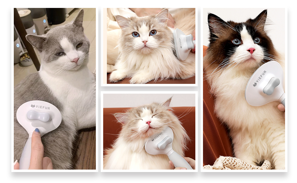 cat brush