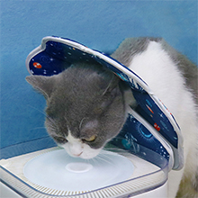 soft cat recovery collar 2