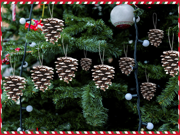 pinecones