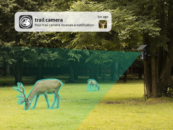 trail cam