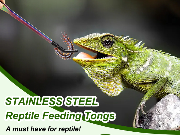 bearded dragon tank accessories
