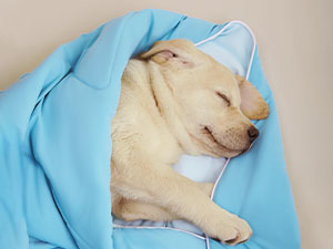 cooling blanket for sweat night