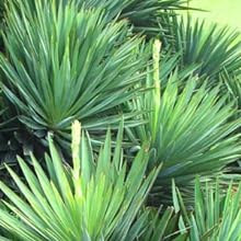 sisal