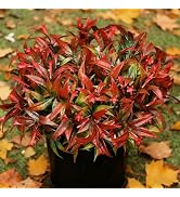 Uieke 6Pcs Outdoor Artificial Plants UV Resistant Fake Flowers Plastic Plants Morning Glory Green...