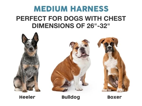 No pull Dog harness Medium