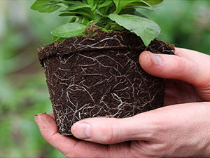 nursery pots