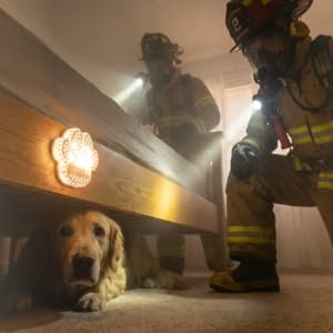Dog hiding under bed being rescued.