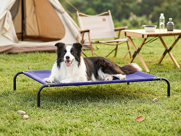 dog bed