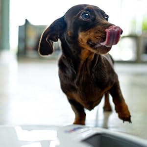 Dog enjoying food from C500 feeder