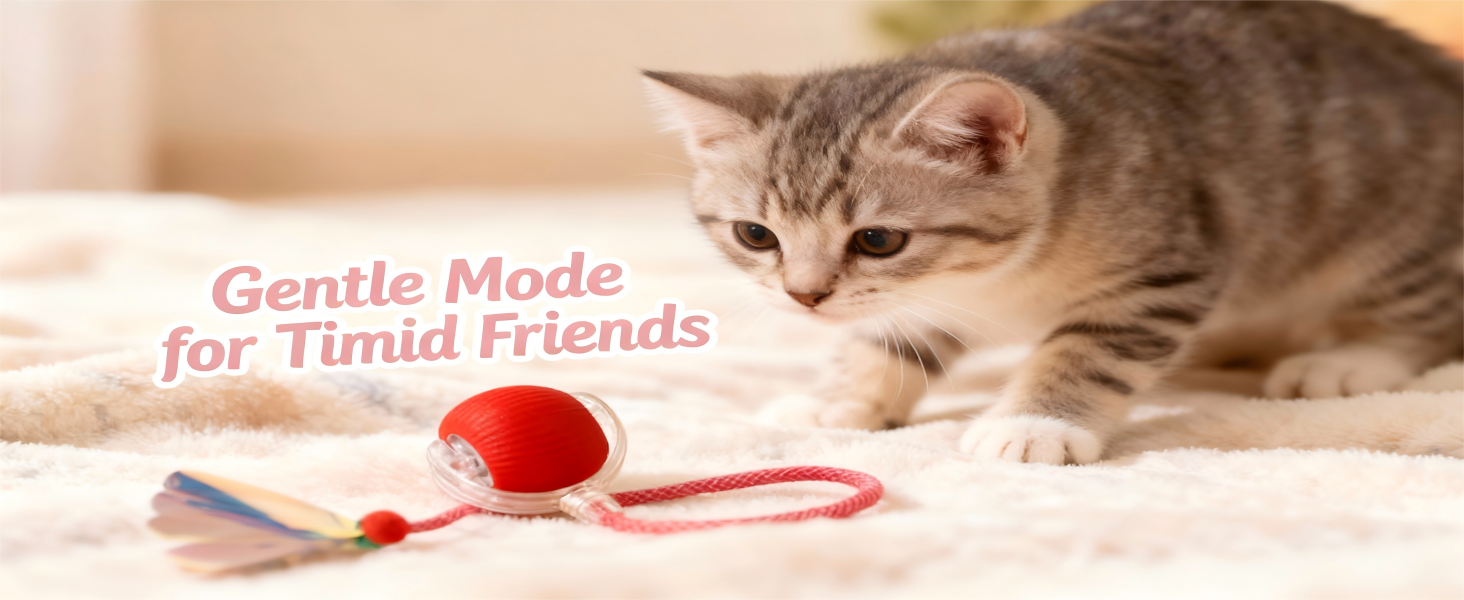 Small grey kitten cautiously stalking red moving toy ball gentle mode for shy cats