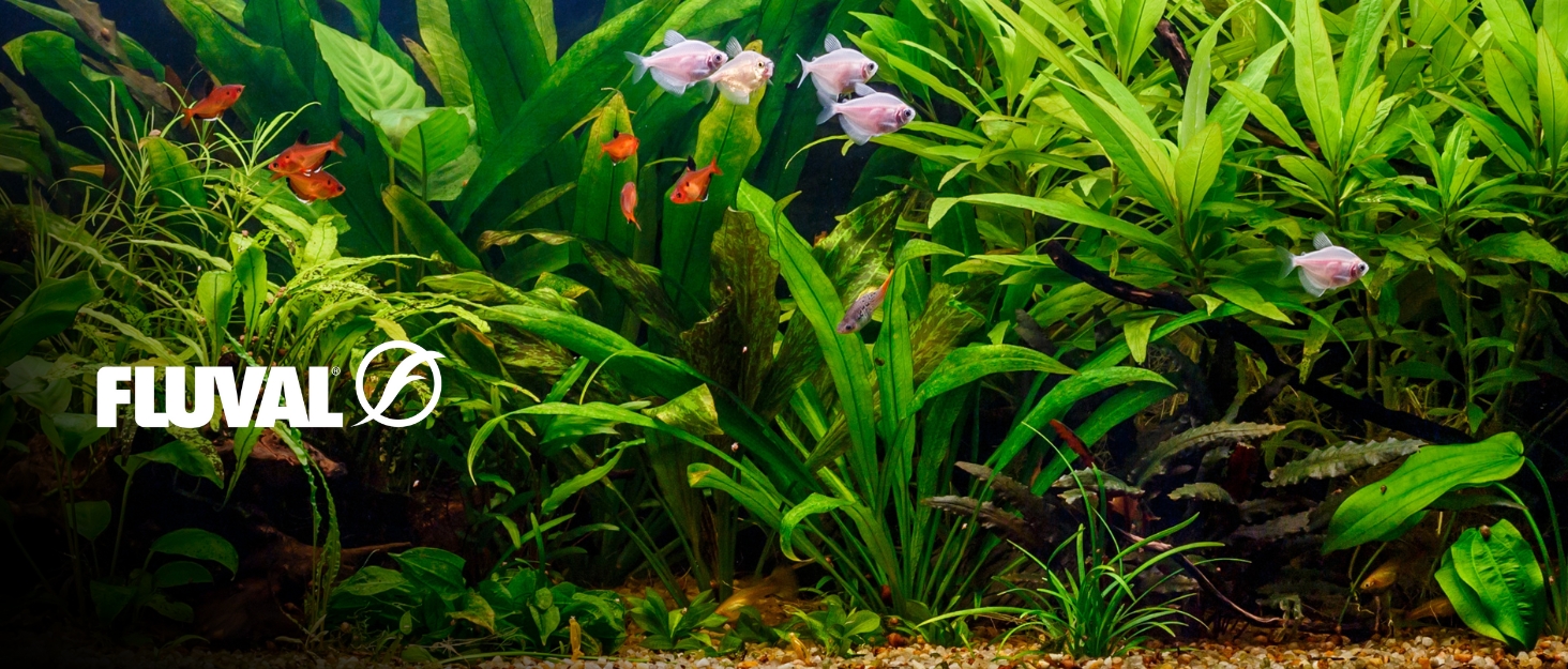 Fluval_BG
