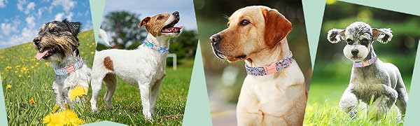 dog collar