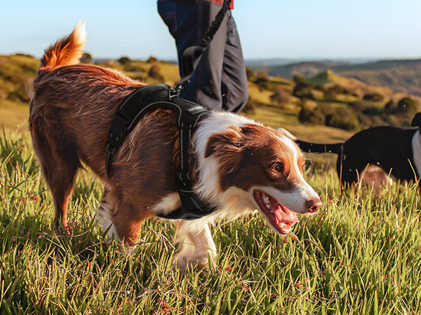 dog harness
