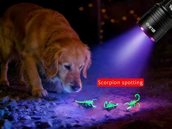 scorpion hunting