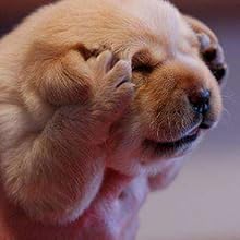 DOG EARS