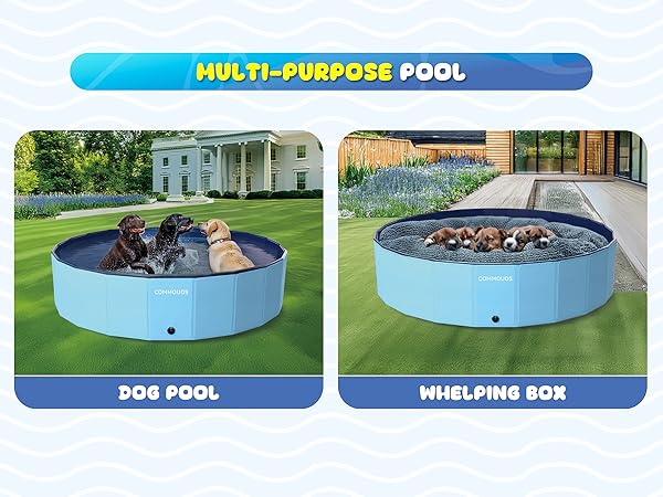 dog water pool