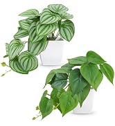 Der Rose 2Pcs Small Fake Plants Indoor for Shelves and Bathroom Decor | Mini Artificial Plants In...