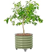 Rolling Metal Citrus Tree Planter Pot, 24? Round Planter Box for Porch Patio & Backyard, 30 Gallo...