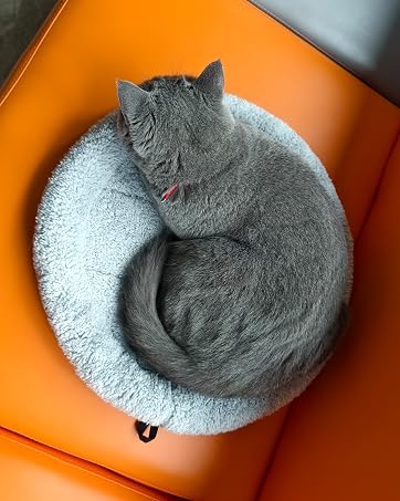 cat bed