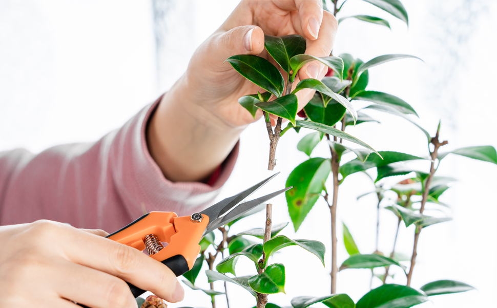 garden scissor