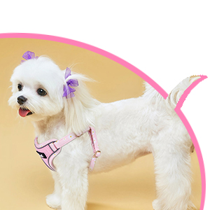 Dog Harness