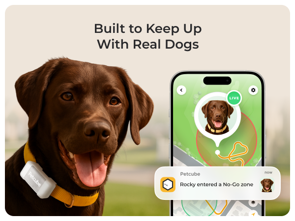 Petcube GPS Tracker for dogs