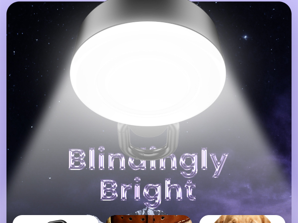 glow in the dark dog collar