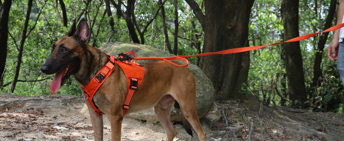 dog harness leash clips