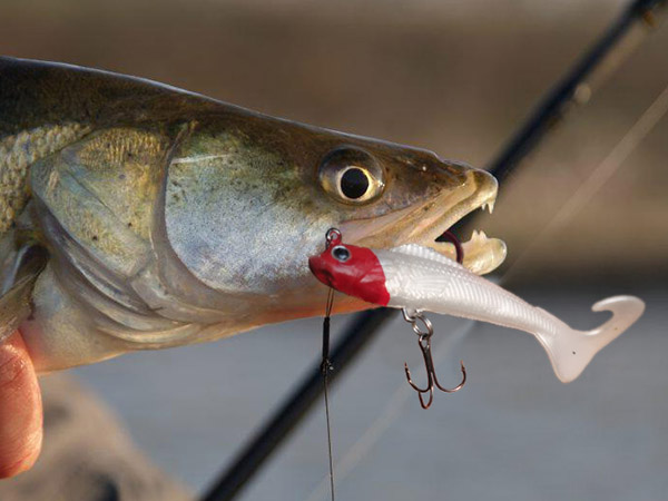 soft bait lure