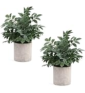 Coferset 2 Pack Small Fake Plants Potted Artificial Herb Plants for Shelf Desk Home Bathroom Farm...