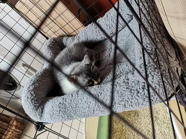 cat mat