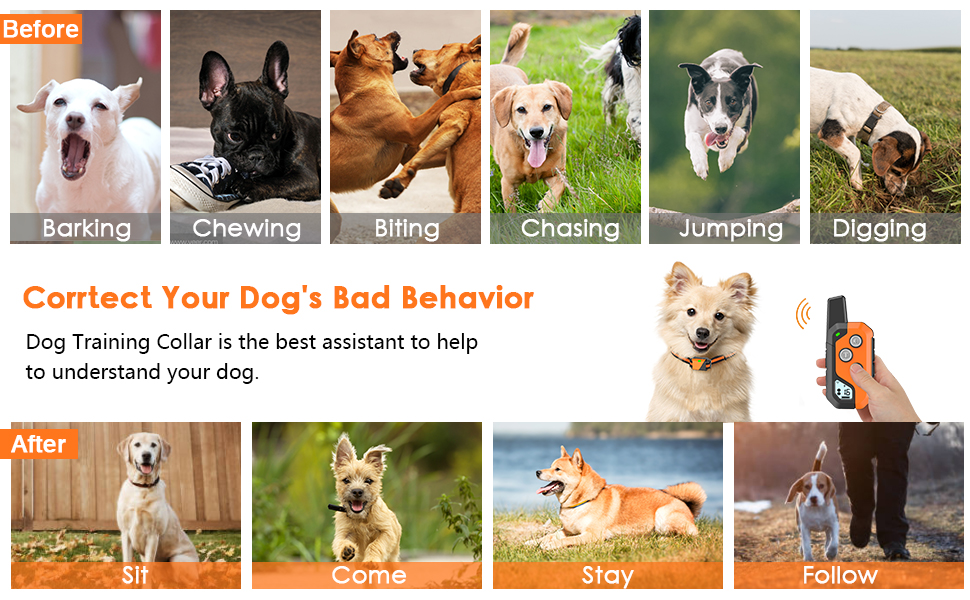 correct your dog bad behavior