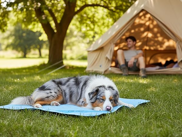 australian shepherd sleeping on a cooling mat while camping on the grass outdoor